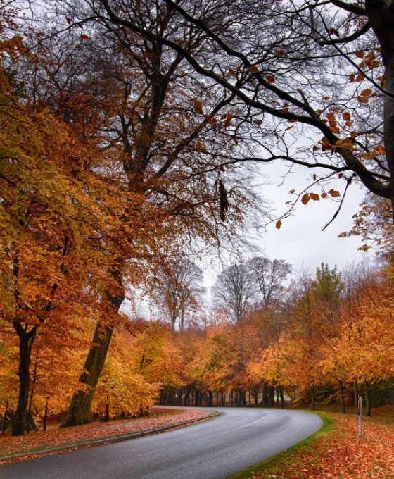 Autumn in Ireland.