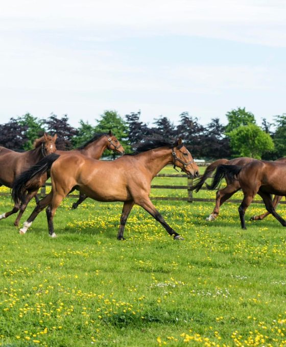 Living Legends | Irish National Stud | Ireland Chauffeur Travel