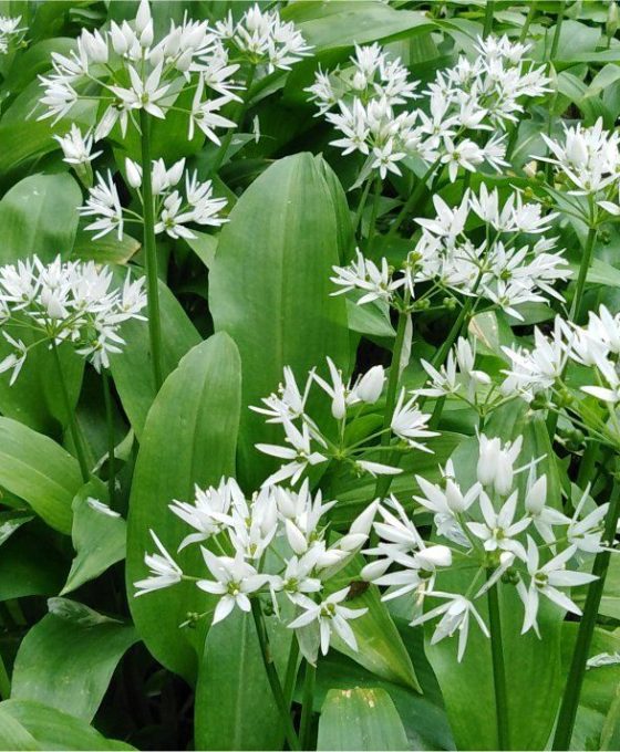 Feast on Ireland – It’s the season for wild garlic | Ireland Chauffeur Travel